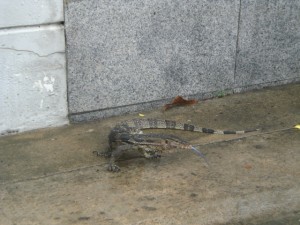 大トカゲが舌を出しているところ