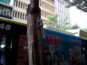 バンコクのリス