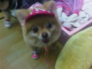 全身ピンクのコーディネートでばっちりキメた犬