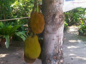 木になっているジャックフルーツ（カヌン）の実