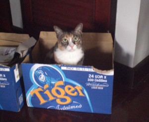 箱入り猫 箱入り猫