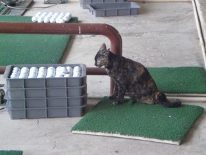 ゴルフ練習場にいた猫