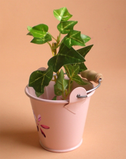 �u���L�̃~�j�`���A�o�P�c