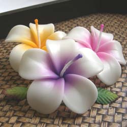 �v�`�M�t�g�@�t���[�e�B���O�L�����h���v�������A