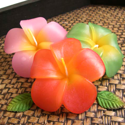 �v�`�M�t�g�@�t���[�e�B���O�L�����h���v�������A