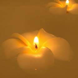 �t���[�e�B���O�L�����h���@�v�������A