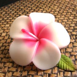 �v�`�M�t�g�@�t���[�e�B���O�L�����h���v�������A